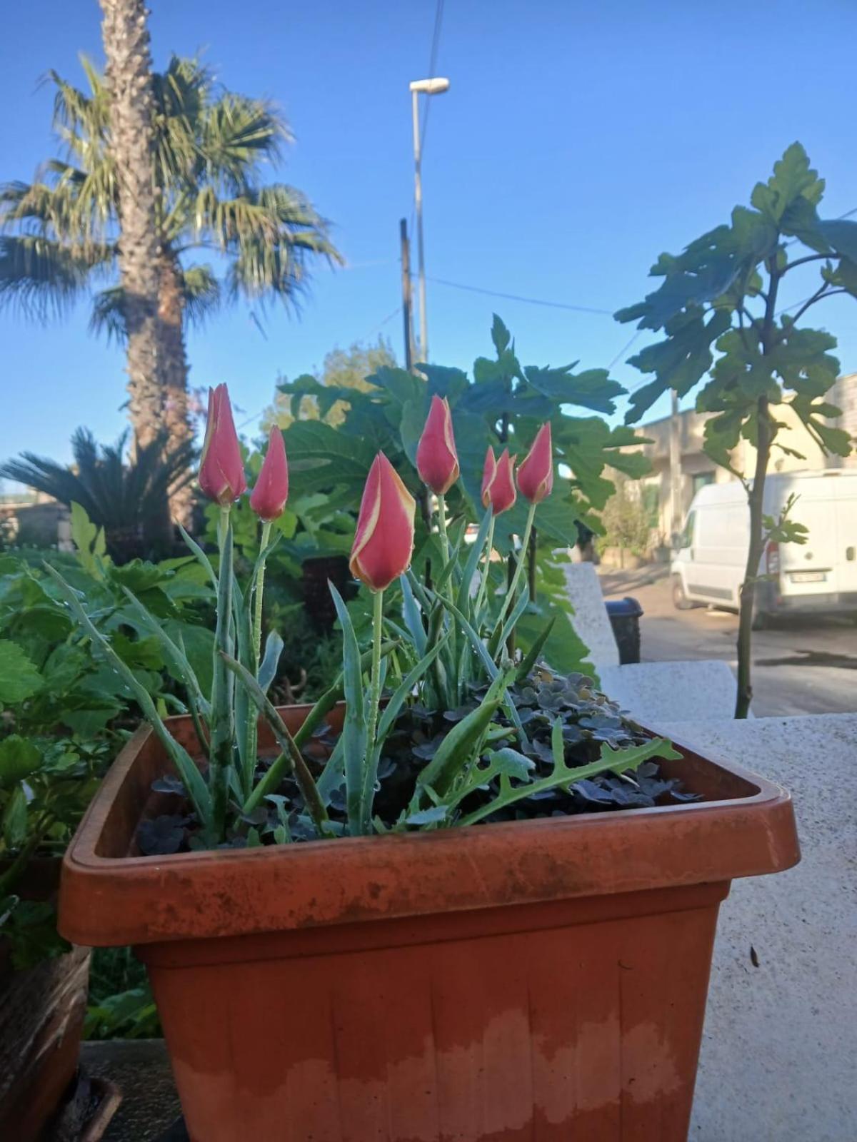 Trullo Contrada Stracca Guest House Alliste Exterior foto